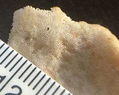 Laetiporus versisporus