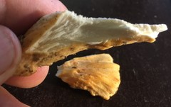 Laetiporus versisporus