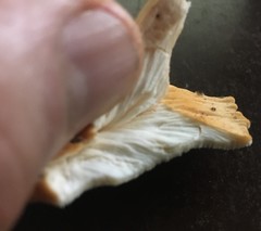 Laetiporus versisporus