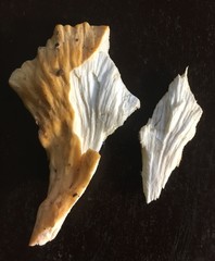 Laetiporus versisporus