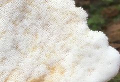 Laetiporus versisporus