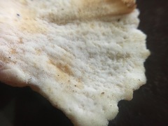 Laetiporus versisporus