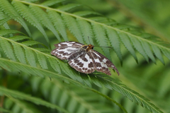 Abraximorpha davidii