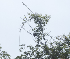 Cinnyris jugularis rhizophorae