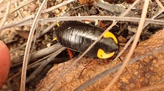 Pseudoderopeltis albilatera