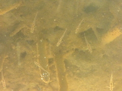 Gobiopterus semivestitus