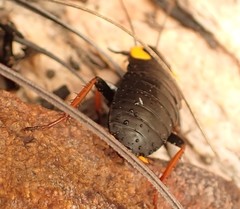 Pseudoderopeltis albilatera