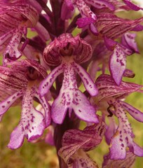 Orchis × hybrida