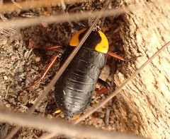 Pseudoderopeltis albilatera