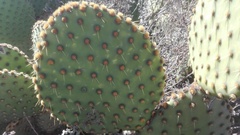 Opuntia × andersonii