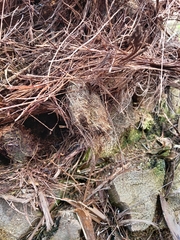 Rhynchophorus ferrugineus