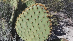 Opuntia × andersonii