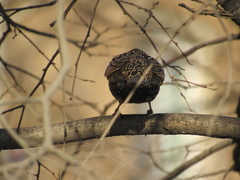 Sturnus vulgaris