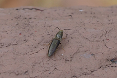 Agriotes fuscicollis