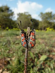 Zygaena rhadamanthus