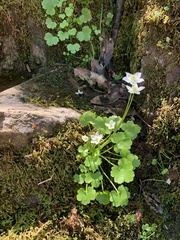 Kumlienia hystricula