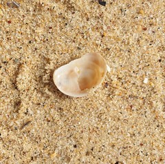 Bostrycapulus pritzkeri