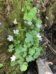 Kumlienia hystricula