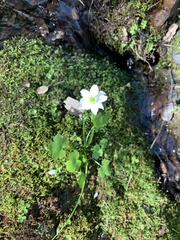 Kumlienia hystricula