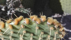 Opuntia × andersonii