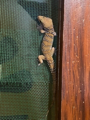 Hemidactylus whitakeri