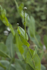 Centaurea ugamica