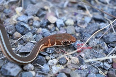Masticophis schotti ruthveni
