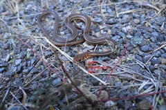 Masticophis schotti ruthveni