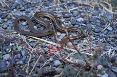 Masticophis schotti ruthveni