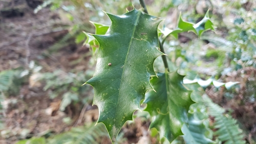 English Holly