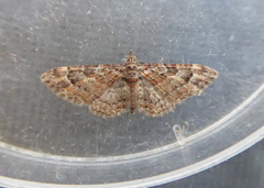 Gymnoscelis rufifasciata