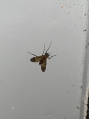 Chrysopilus ferruginosus