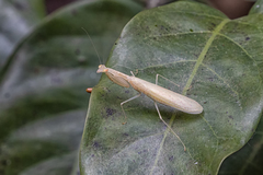 Sinomantis denticulata