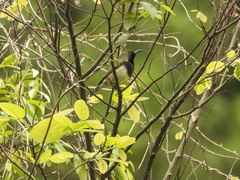 Cinnyris jugularis rhizophorae