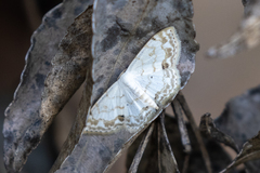 Scopula propinquaria