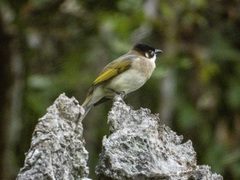 Pycnonotus sinensis hainanus