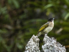 Pycnonotus sinensis hainanus