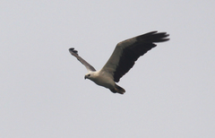 Haliaeetus leucogaster