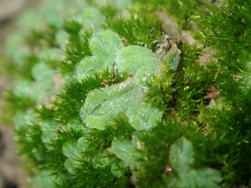 Image of Riccia asprella by (c) Thomas Mesaglio, some rights reserved (CC BY)