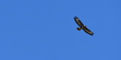 Buteo buteo