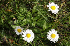 Bellis perennis