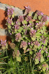 Lamium purpureum