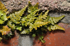 Asplenium adiantum-nigrum