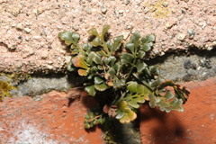 Asplenium ruta-muraria