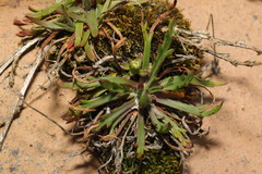 Plantago coronopus