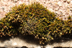 Orthotrichum diaphanum