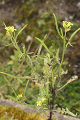 Sisymbrium officinale