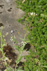 Capsella bursa-pastoris