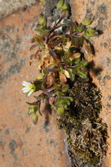 Cerastium fontanum