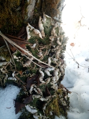 Peltigera